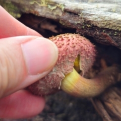 Boletellus emodensis at Glen Allen, NSW - 18 Jan 2024