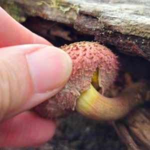 Boletellus emodensis at Glen Allen, NSW - 18 Jan 2024 03:44 PM
