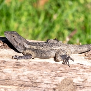 Amphibolurus muricatus at Wingecarribee Local Government Area - suppressed