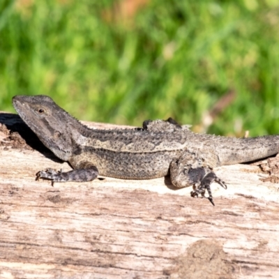 Amphibolurus muricatus (Jacky Lizard) at Wingecarribee Local Government Area - 18 Jan 2024 by Aussiegall