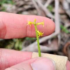 Stackhousia viminea (Slender Stackhousia) at South East Forest National Park - 18 Jan 2024 by Csteele4