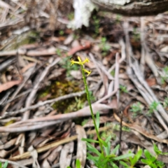 Stackhousia viminea at South East Forest National Park - 18 Jan 2024