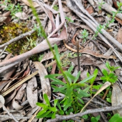 Stackhousia viminea at South East Forest National Park - 18 Jan 2024