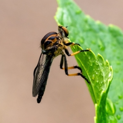 Unidentified Robber fly (Asilidae) at Penrose, NSW - 17 Jan 2024 by Aussiegall