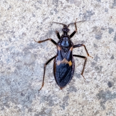 Horcinia varians (An assassin bug) at Wingecarribee Local Government Area - 12 Jan 2024 by Aussiegall