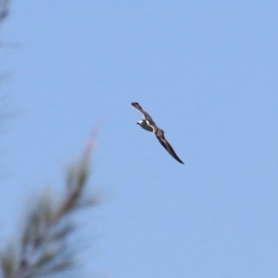 Chlidonias leucopterus (White-winged Black Tern) at Jerrabomberra Wetlands - 18 Jan 2024 by RodDeb