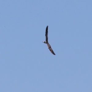 Chlidonias leucopterus at Jerrabomberra Wetlands - 18 Jan 2024