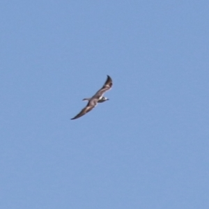 Chlidonias leucopterus at Jerrabomberra Wetlands - 18 Jan 2024