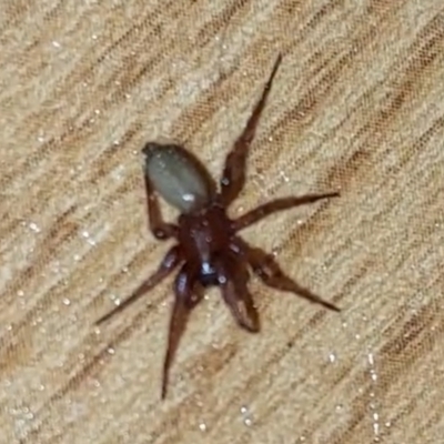 Dysdera crocata by JX