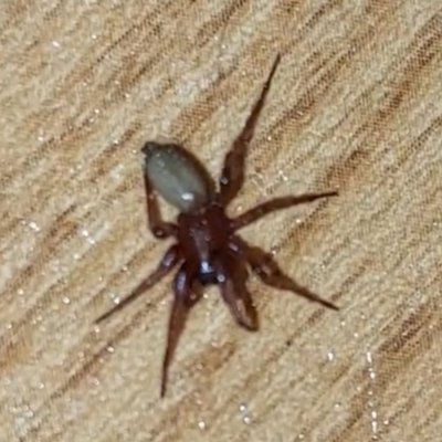 Unidentified Spider (Araneae) at Armadale, WA - 18 Jan 2024 by JX