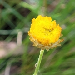 Coronidium monticola (Mountain Button Everlasting) at Glen Allen, NSW - 18 Jan 2024 by trevorpreston