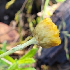 Coronidium monticola at Glen Allen, NSW - 18 Jan 2024