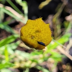 Coronidium monticola at Glen Allen, NSW - 18 Jan 2024