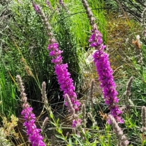 Lythrum salicaria at Glen Allen, NSW - 18 Jan 2024 11:21 AM