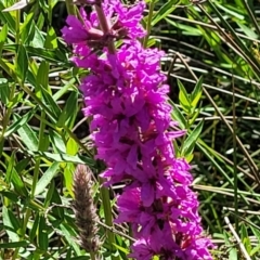 Lythrum salicaria at Glen Allen, NSW - 18 Jan 2024 11:21 AM