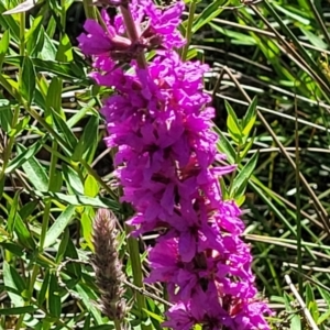 Lythrum salicaria at Glen Allen, NSW - 18 Jan 2024