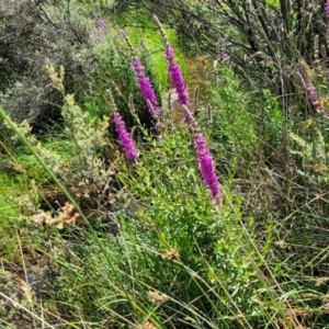 Lythrum salicaria at Glen Allen, NSW - 18 Jan 2024 11:21 AM