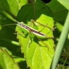 Conocephalus semivittatus (Meadow katydid) at Glen Allen, NSW - 18 Jan 2024 by trevorpreston