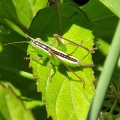 Conocephalus semivittatus (Meadow katydid) at Glen Allen, NSW - 18 Jan 2024 by trevorpreston