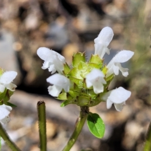 Prunella vulgaris at Glen Allen, NSW - 18 Jan 2024