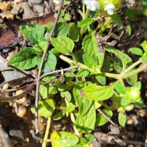 Prunella vulgaris at Glen Allen, NSW - 18 Jan 2024