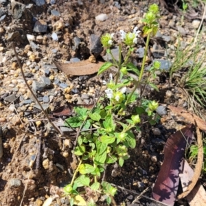 Prunella vulgaris at Glen Allen, NSW - 18 Jan 2024