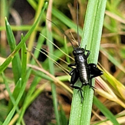 Grylloidea (superfamily) (Unidentified cricket) at Glen Allen, NSW - 17 Jan 2024 by trevorpreston