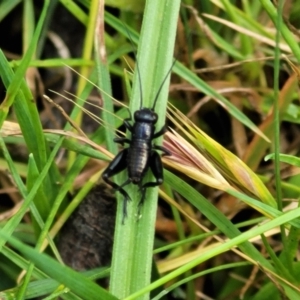 Grylloidea (superfamily) at Glen Allen, NSW - 18 Jan 2024