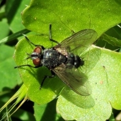 Tachinidae (family) (Unidentified Bristle fly) at Glen Allen, NSW - 18 Jan 2024 by trevorpreston
