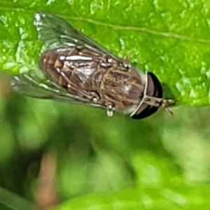 Tabanidae (family) at Bemboka, NSW - 18 Jan 2024 10:50 AM