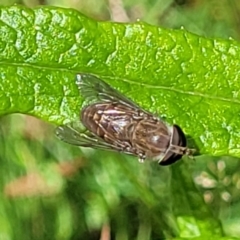 Tabanidae (family) at Bemboka, NSW - 18 Jan 2024 10:50 AM