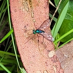 Dolichopodidae (family) (Unidentified Long-legged fly) at Glenbog State Forest - 18 Jan 2024 by trevorpreston