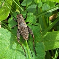 Eurepa marginipennis (Mottled bush cricket) at Glenbog State Forest - 18 Jan 2024 by trevorpreston