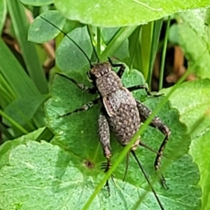 Eurepa marginipennis at Glenbog State Forest - 18 Jan 2024 10:47 AM