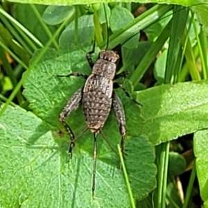 Eurepa marginipennis at Glenbog State Forest - 18 Jan 2024 10:47 AM