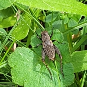 Eurepa marginipennis at Glenbog State Forest - 18 Jan 2024 10:47 AM