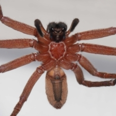 Heteropoda jugulans (Brown Huntsman Spider) at Wellington Point, QLD - 18 Jan 2024 by TimL