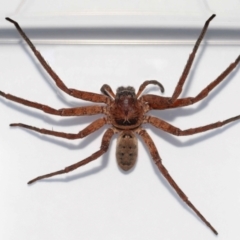 Heteropoda jugulans at Wellington Point, QLD - 18 Jan 2024