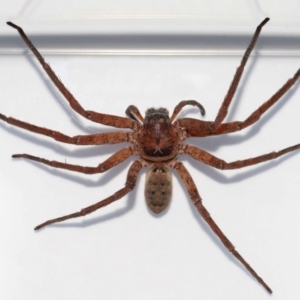 Heteropoda jugulans at Wellington Point, QLD - suppressed