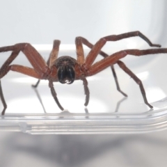 Heteropoda jugulans at Wellington Point, QLD - 18 Jan 2024