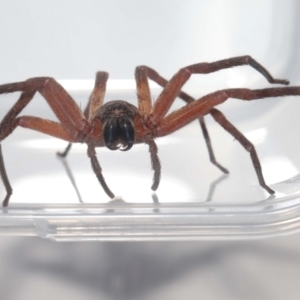 Heteropoda jugulans at Wellington Point, QLD - suppressed