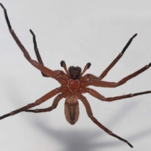 Heteropoda jugulans at Wellington Point, QLD - suppressed