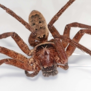 Heteropoda jugulans at Wellington Point, QLD - suppressed