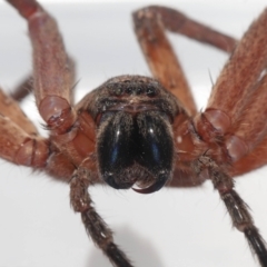 Unidentified Huntsman spider (Sparassidae) at Wellington Point, QLD - 18 Jan 2024 by TimL