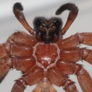 Heteropoda jugulans at Wellington Point, QLD - 18 Jan 2024