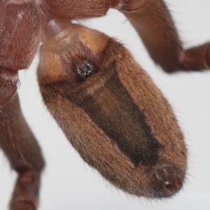 Heteropoda jugulans at Wellington Point, QLD - 18 Jan 2024