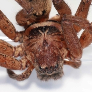 Heteropoda jugulans at Wellington Point, QLD - 18 Jan 2024