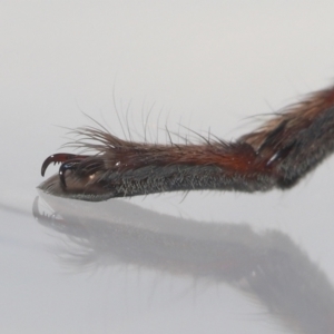 Heteropoda jugulans at Wellington Point, QLD - 18 Jan 2024