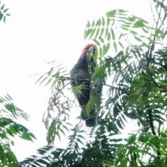 Callocephalon fimbriatum (Gang-gang Cockatoo) at Broulee Moruya Nature Observation Area - 18 Jan 2024 by Gee