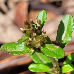 Gamochaeta americana at Bemboka, NSW - 17 Jan 2024 by trevorpreston